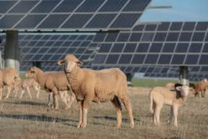 pannelli solari per Aziende Agricole